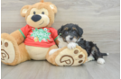 Mini Aussiedoodle Puppy for Adoption