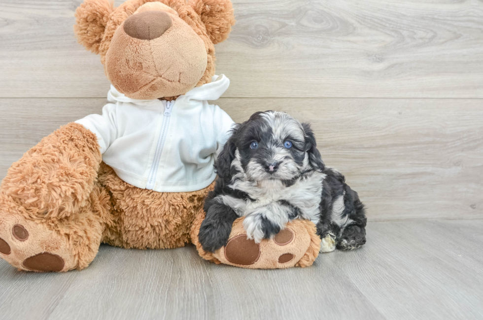 5 week old Mini Aussiedoodle Puppy For Sale - Lone Star Pups