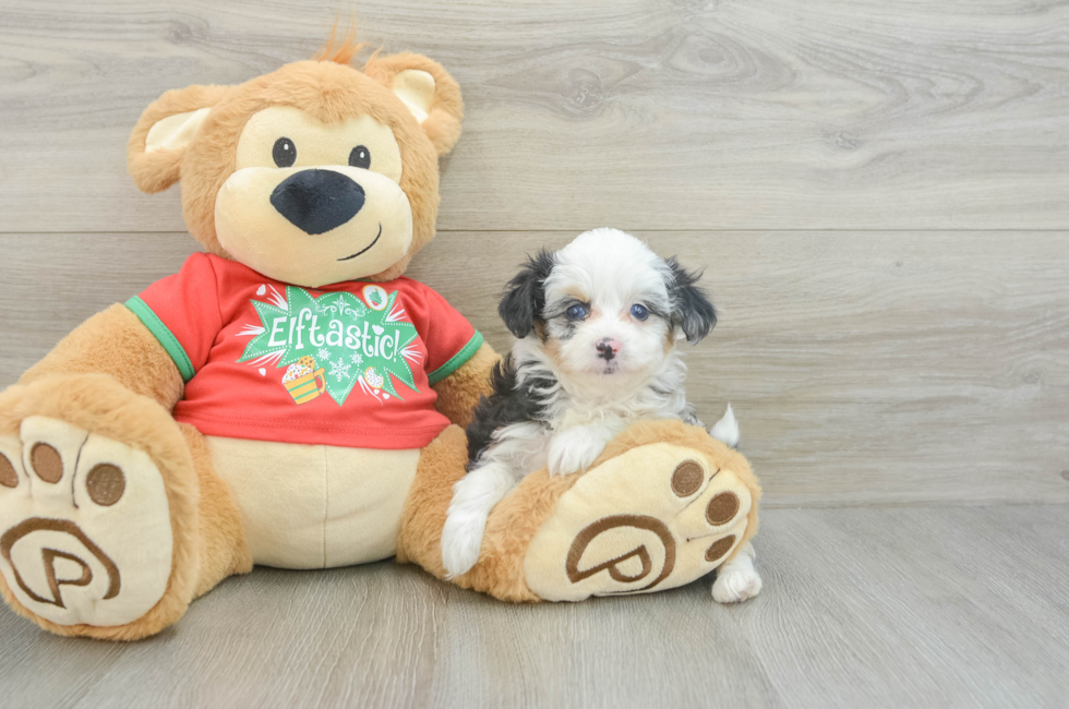 6 week old Mini Aussiedoodle Puppy For Sale - Lone Star Pups