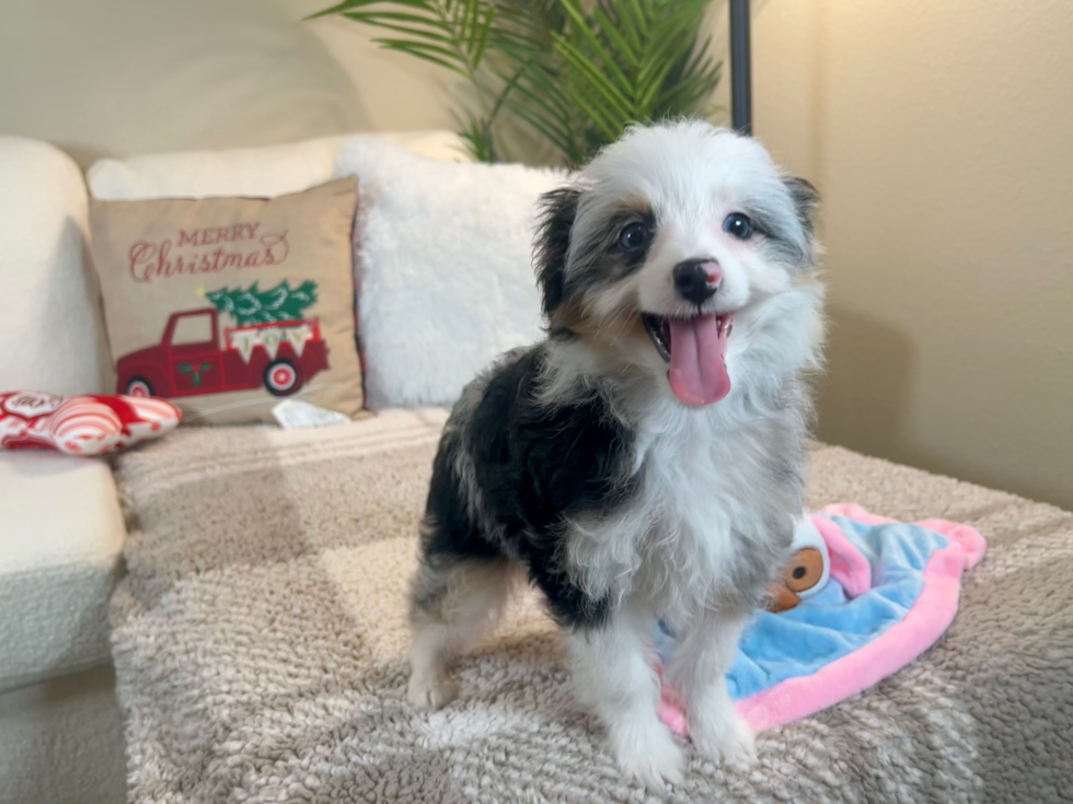 Cute Mini Aussiedoodle Baby