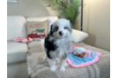 Mini Aussiedoodle Pup Being Cute