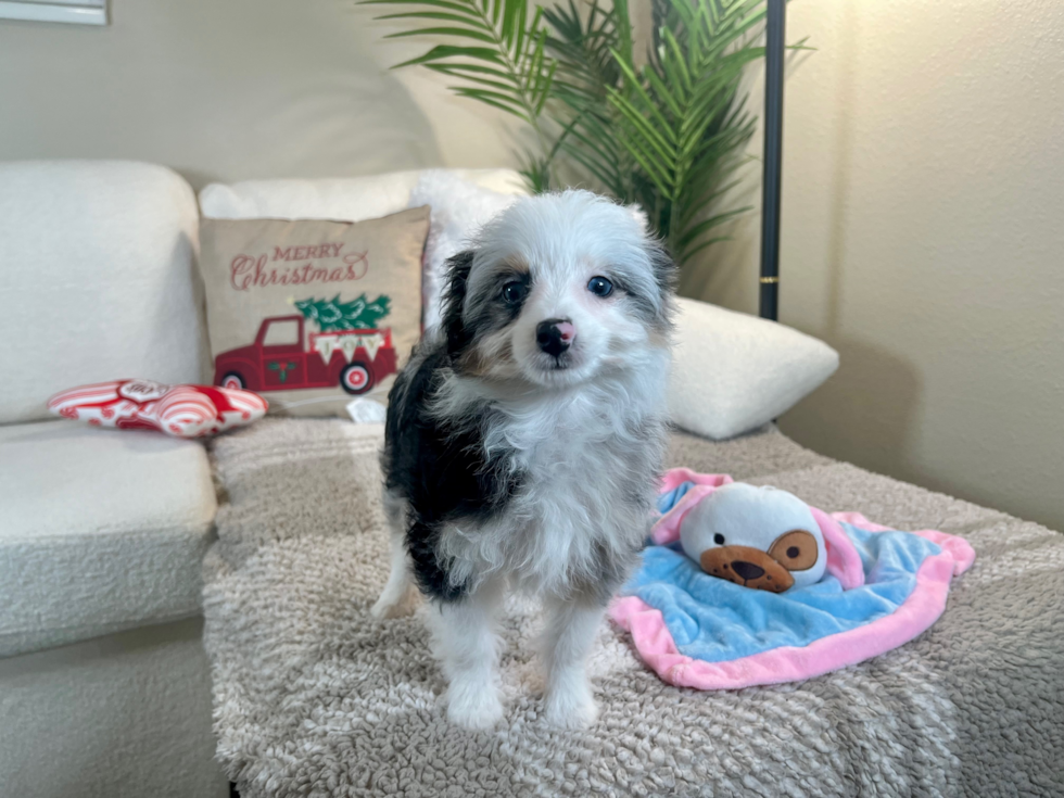 Mini Aussiedoodle Pup Being Cute