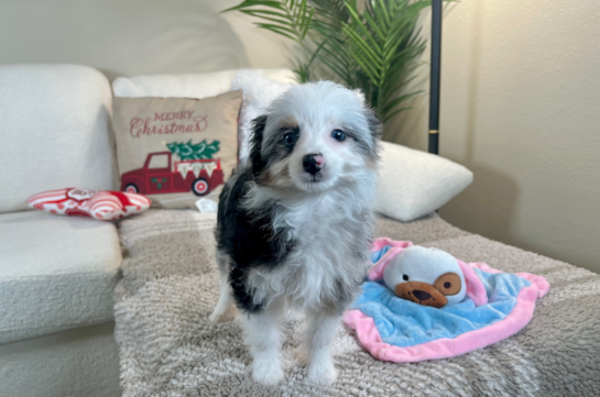 Mini Aussiedoodle Pup Being Cute