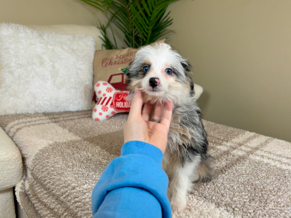 Mini Aussiedoodle Pup Being Cute