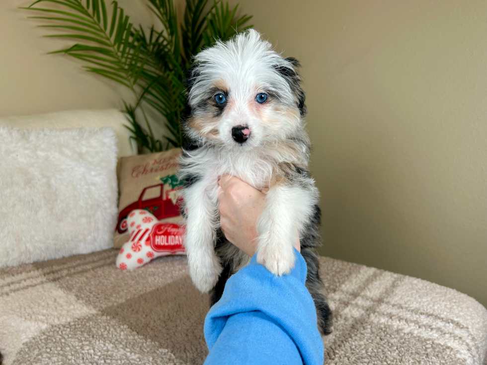 Cute Mini Aussiedoodle Poodle Mix Pup