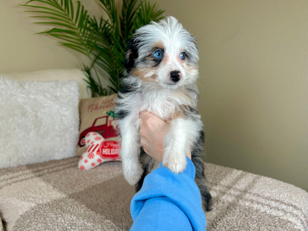 Mini Aussiedoodle Puppy for Adoption