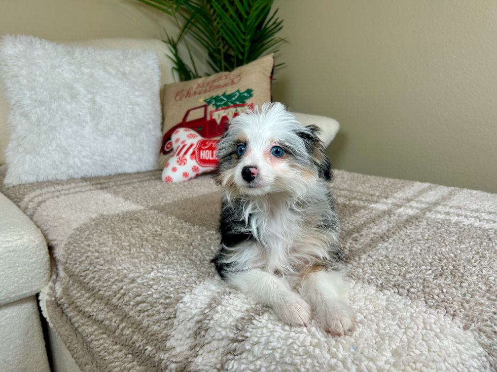 Cute Mini Aussiepoo Poodle Mix Puppy