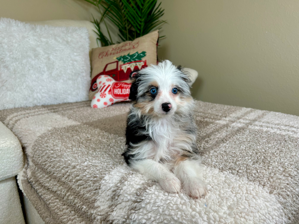 Cute Mini Aussiedoodle Baby