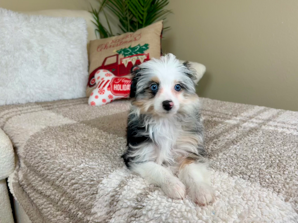 Mini Aussiedoodle Pup Being Cute