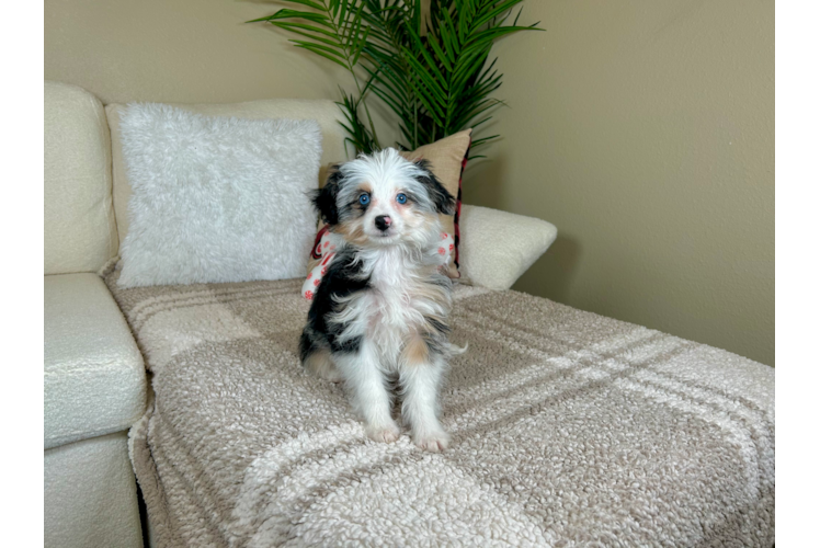 Best Mini Aussiedoodle Baby