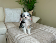 11 week old Mini Aussiedoodle Puppy For Sale - Lone Star Pups