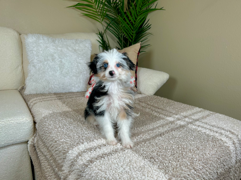 Best Mini Aussiedoodle Baby