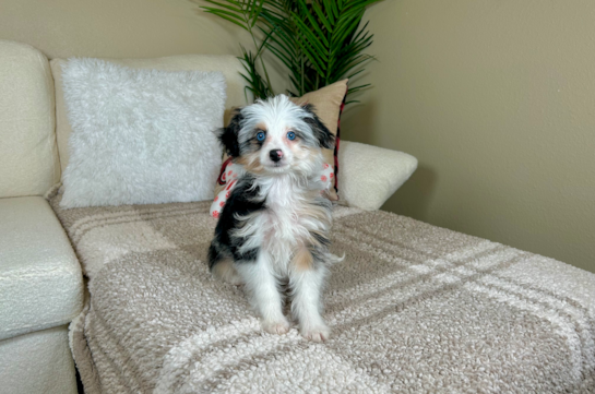 Mini Aussiedoodle Pup Being Cute