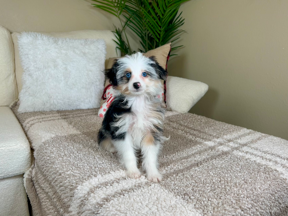 Cute Mini Aussiedoodle Baby