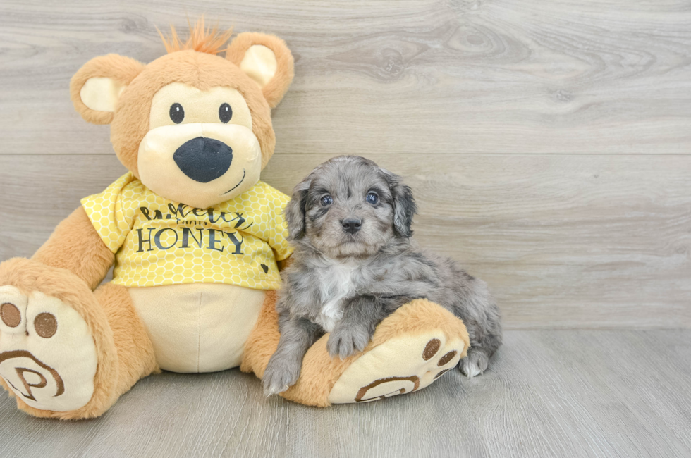 7 week old Mini Aussiedoodle Puppy For Sale - Lone Star Pups