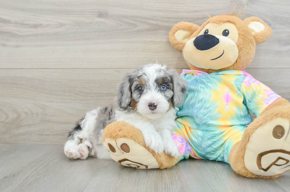 6 week old Mini Aussiedoodle Puppy For Sale - Lone Star Pups