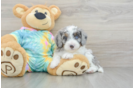 Mini Aussiedoodle Puppy for Adoption