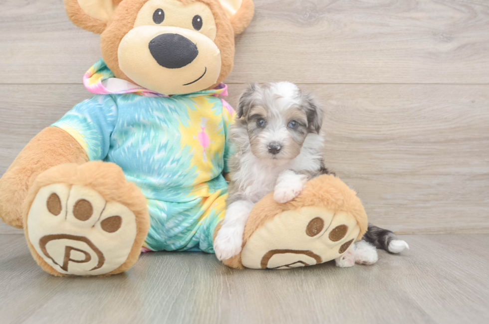 5 week old Mini Aussiedoodle Puppy For Sale - Lone Star Pups
