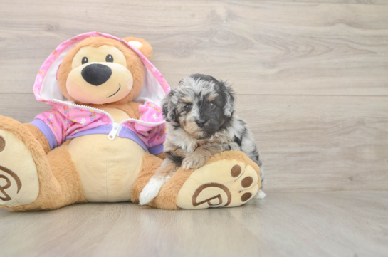 5 week old Mini Aussiedoodle Puppy For Sale - Lone Star Pups Hypoallergenic Aussiepoo Poodle Mix Puppy