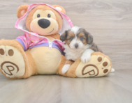 6 week old Mini Aussiedoodle Puppy For Sale - Lone Star Pups