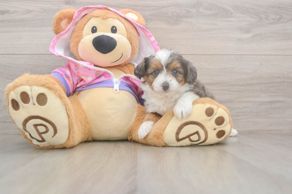 Little Mini Aussiepoo Poodle Mix Puppy