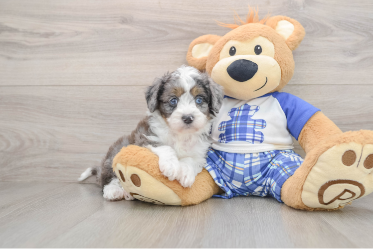 Mini Aussiedoodle Puppy for Adoption