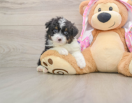7 week old Mini Aussiedoodle Puppy For Sale - Lone Star Pups