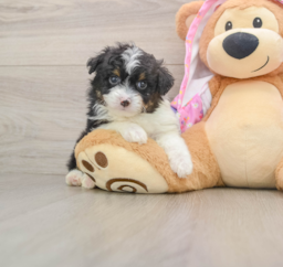 7 week old Mini Aussiedoodle Puppy For Sale - Lone Star Pups