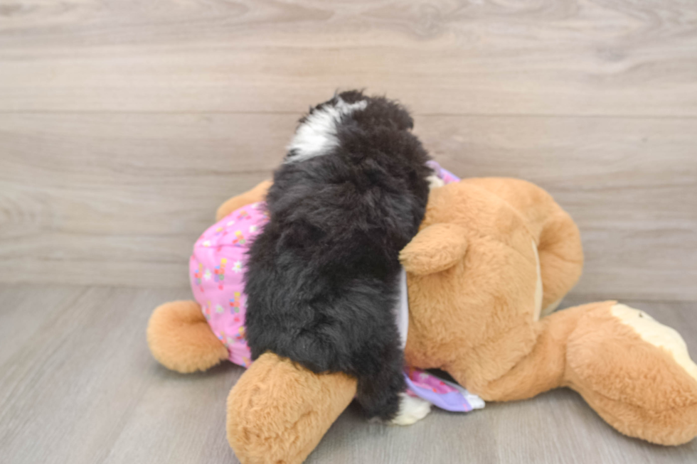 Mini Aussiedoodle Puppy for Adoption