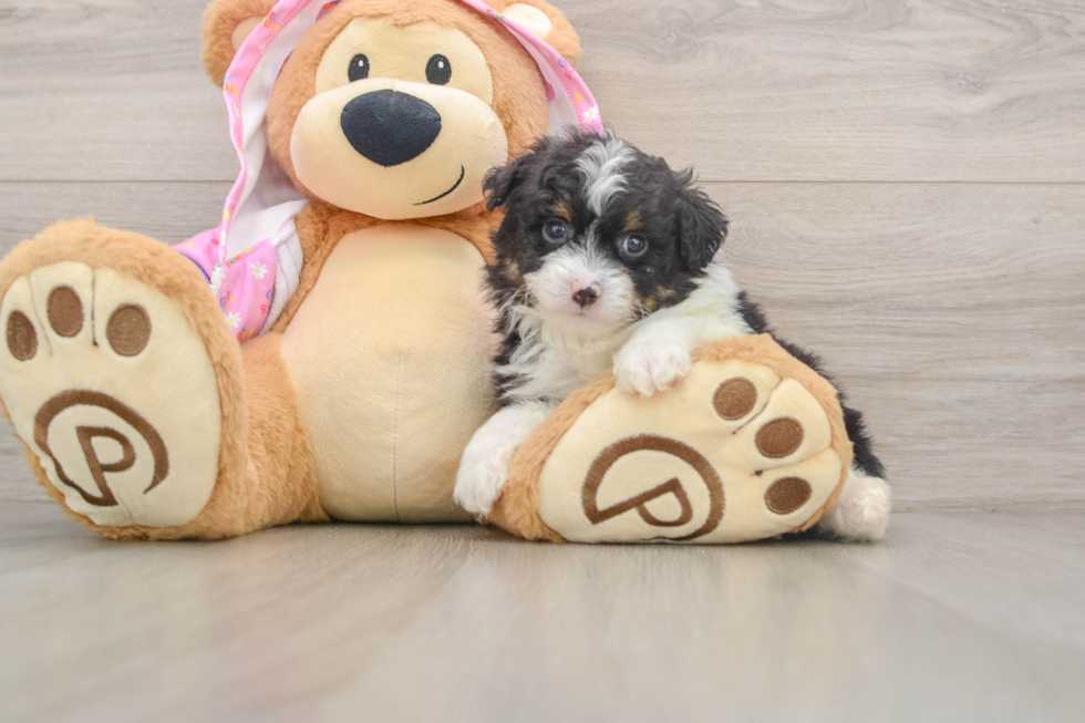 Happy Mini Aussiedoodle Baby