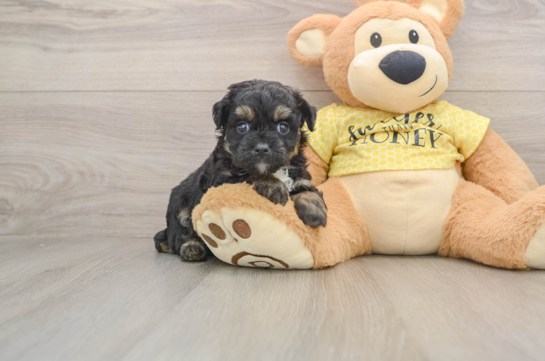 Adorable Aussiepoo Poodle Mix Puppy