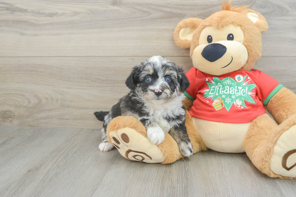 Adorable Mini Australian Shepherd X Poodle Mix Poodle Mix Puppy