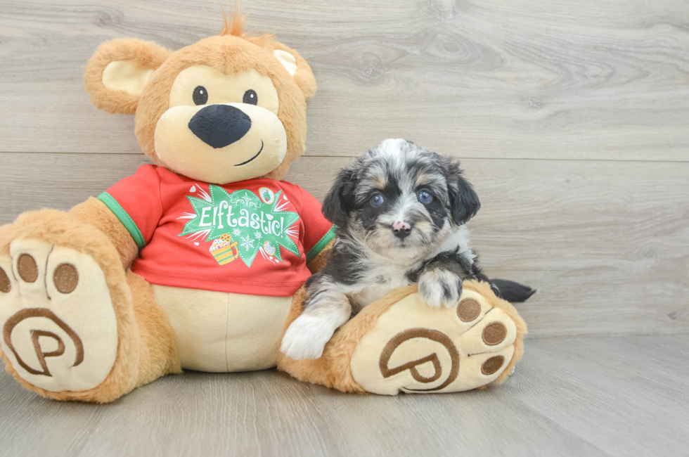 6 week old Mini Aussiedoodle Puppy For Sale - Lone Star Pups