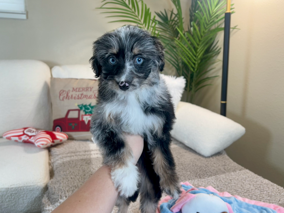 Mini Aussiedoodle Puppy for Adoption