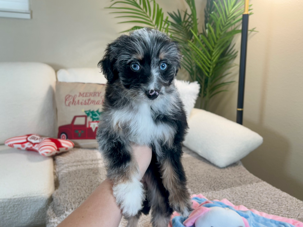 Best Mini Aussiedoodle Baby