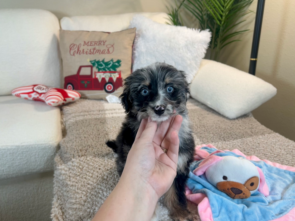 Cute Mini Aussiedoodle Poodle Mix Pup