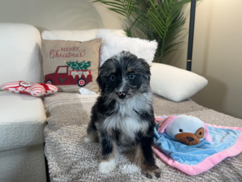 Mini Aussiedoodle Puppy for Adoption