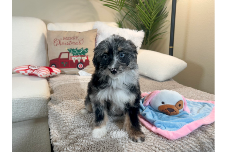 Mini Aussiedoodle Puppy for Adoption