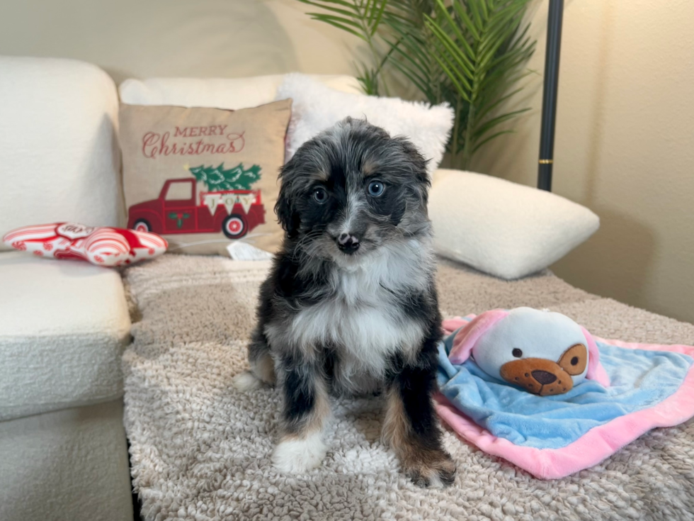 Mini Aussiedoodle Puppy for Adoption