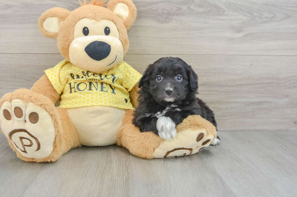 7 week old Mini Aussiedoodle Puppy For Sale - Lone Star Pups