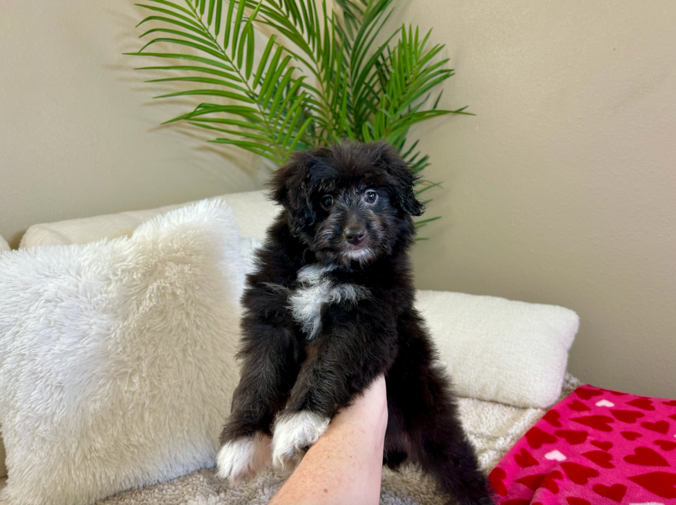 Mini Aussiedoodle Puppy for Adoption