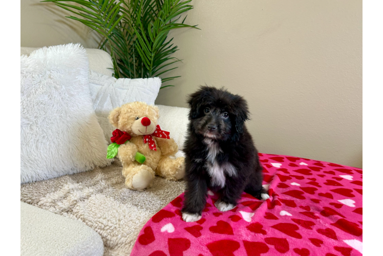 Mini Aussiedoodle Pup Being Cute