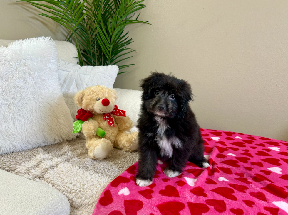 Mini Aussiedoodle Pup Being Cute