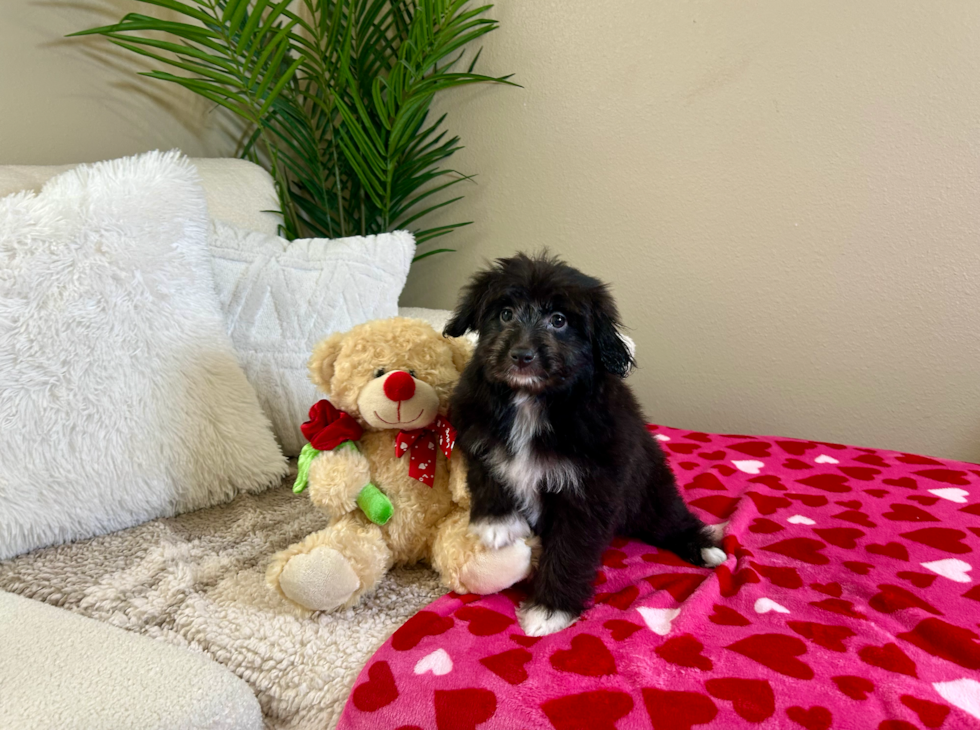 Cute Aussie Poo Poodle Mix Puppy