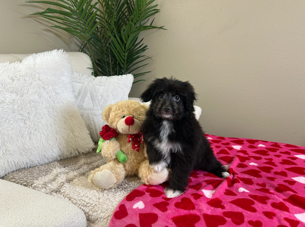 Cute Mini Aussiedoodle Poodle Mix Pup