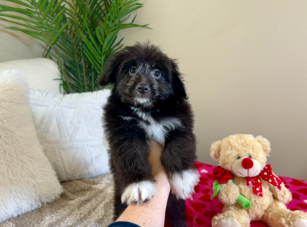 Best Mini Aussiedoodle Baby