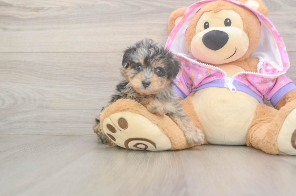 5 week old Mini Aussiedoodle Puppy For Sale - Lone Star Pups