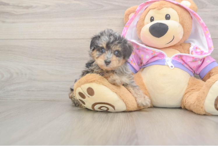 Meet Idol - our Mini Aussiedoodle Puppy Photo  1/3 - Lone Star Pups Mini Aussiedoodle Puppy for Adoption