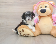 8 week old Mini Aussiedoodle Puppy For Sale - Lone Star Pups
