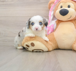 8 week old Mini Aussiedoodle Puppy For Sale - Lone Star Pups